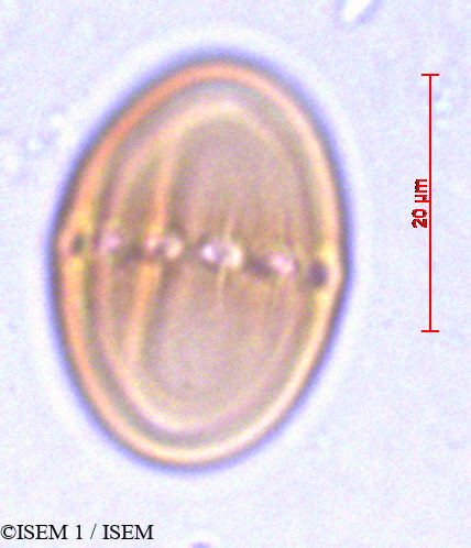 ISEM 1/Symphytum_ibericum_29200/Symphytum_ibericum_29200_0001(copy).jpg